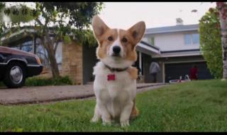 一条狗的使命电影