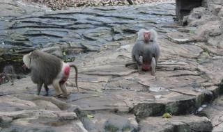 河马剧场看短剧免费版